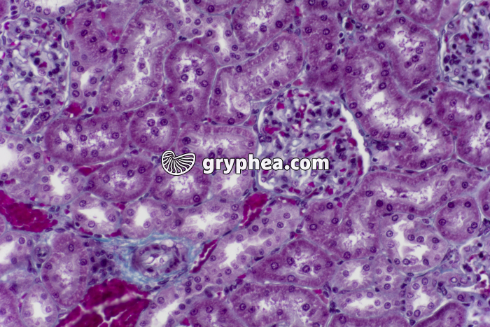 Rein cortex acec tubules et glomérules CT x100 - gryphea.com